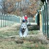 pumi2